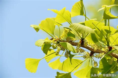 銀杏樹開花